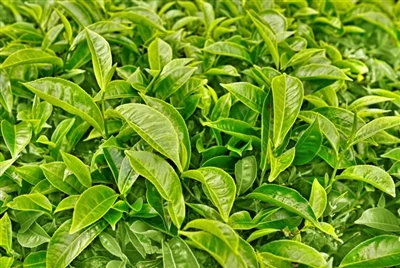 Global Tea Industry Brief το 2023