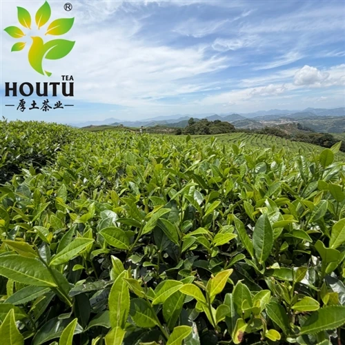 Zhejiang Tea Sets ταξιδεύουν στο εξωτερικό, το άρωμά του που γεμίζει τον αέρα